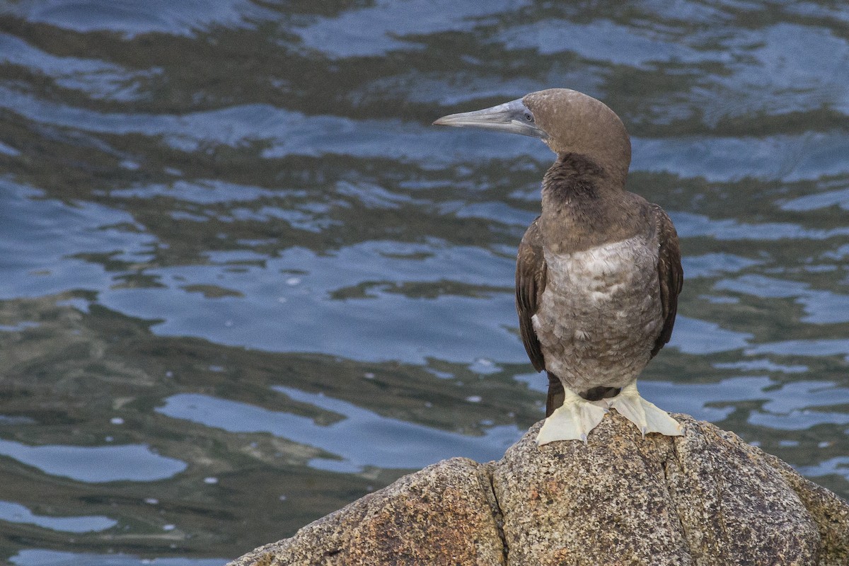 Brown Booby - ML34540351