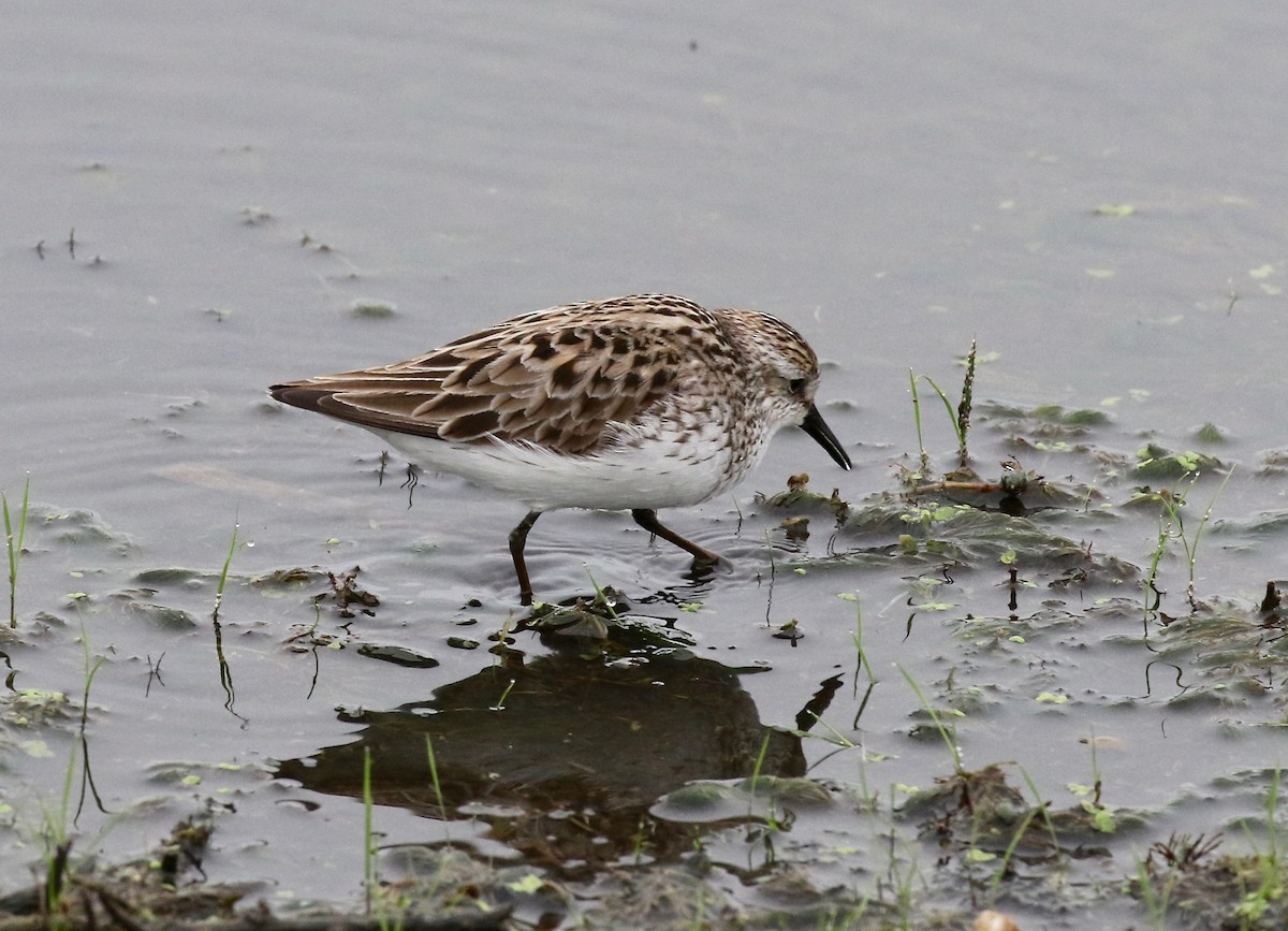 Semipalmated Sandpiper - Sandy Vorpahl