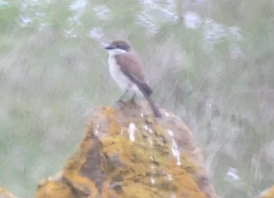 Red-backed Shrike - Patrick Finch