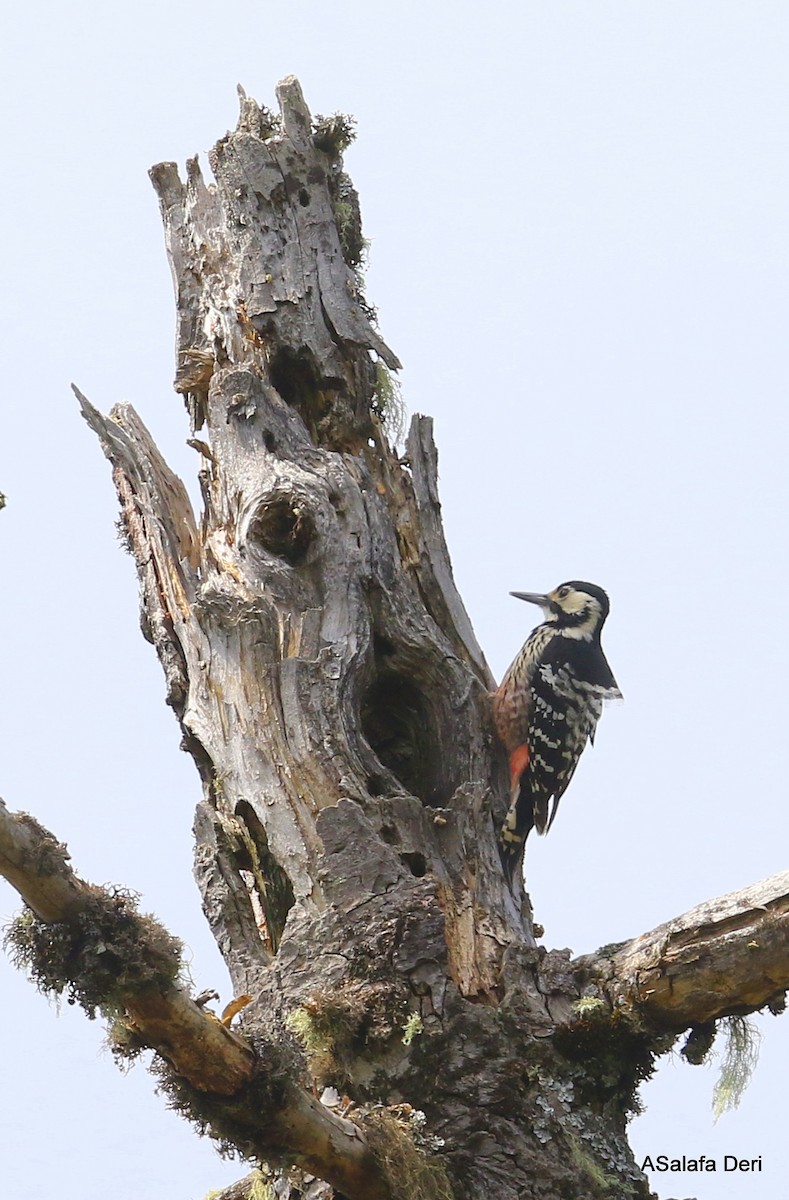 strakapoud bělohřbetý (ssp. lilfordi) - ML345404601