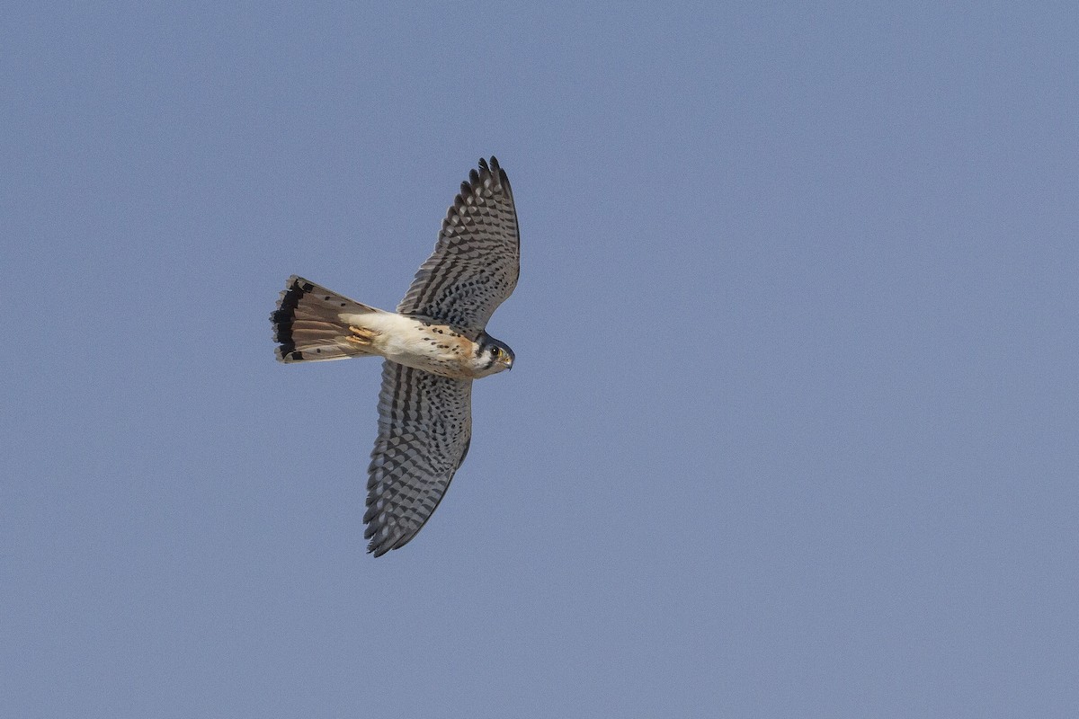 American Kestrel - Jacob Drucker