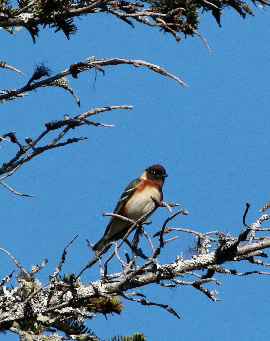 Bay-breasted Warbler - ML345406641