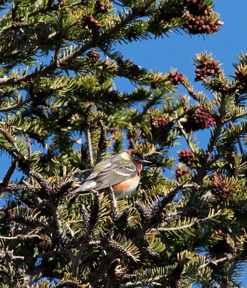 Bay-breasted Warbler - ML345406851