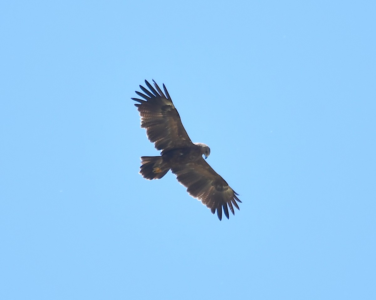 Lesser Spotted Eagle - ML345407061