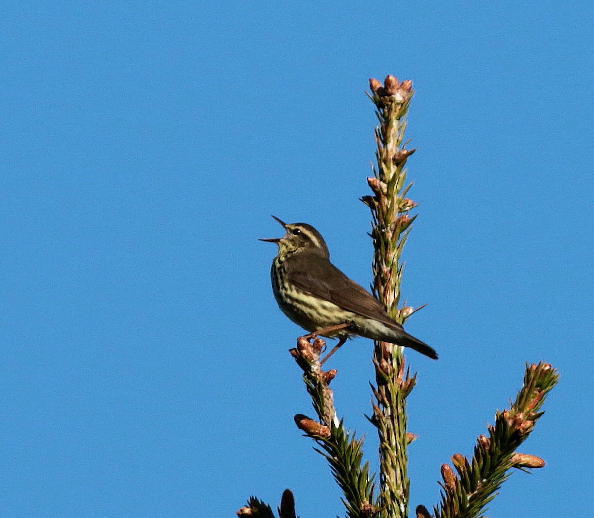 Northern Waterthrush - ML345407071