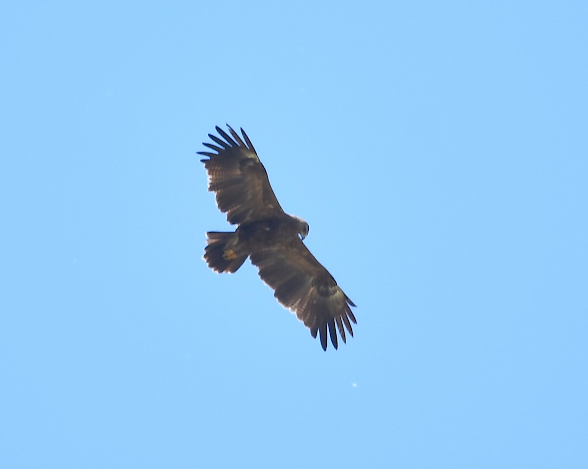 Lesser Spotted Eagle - ML345407081