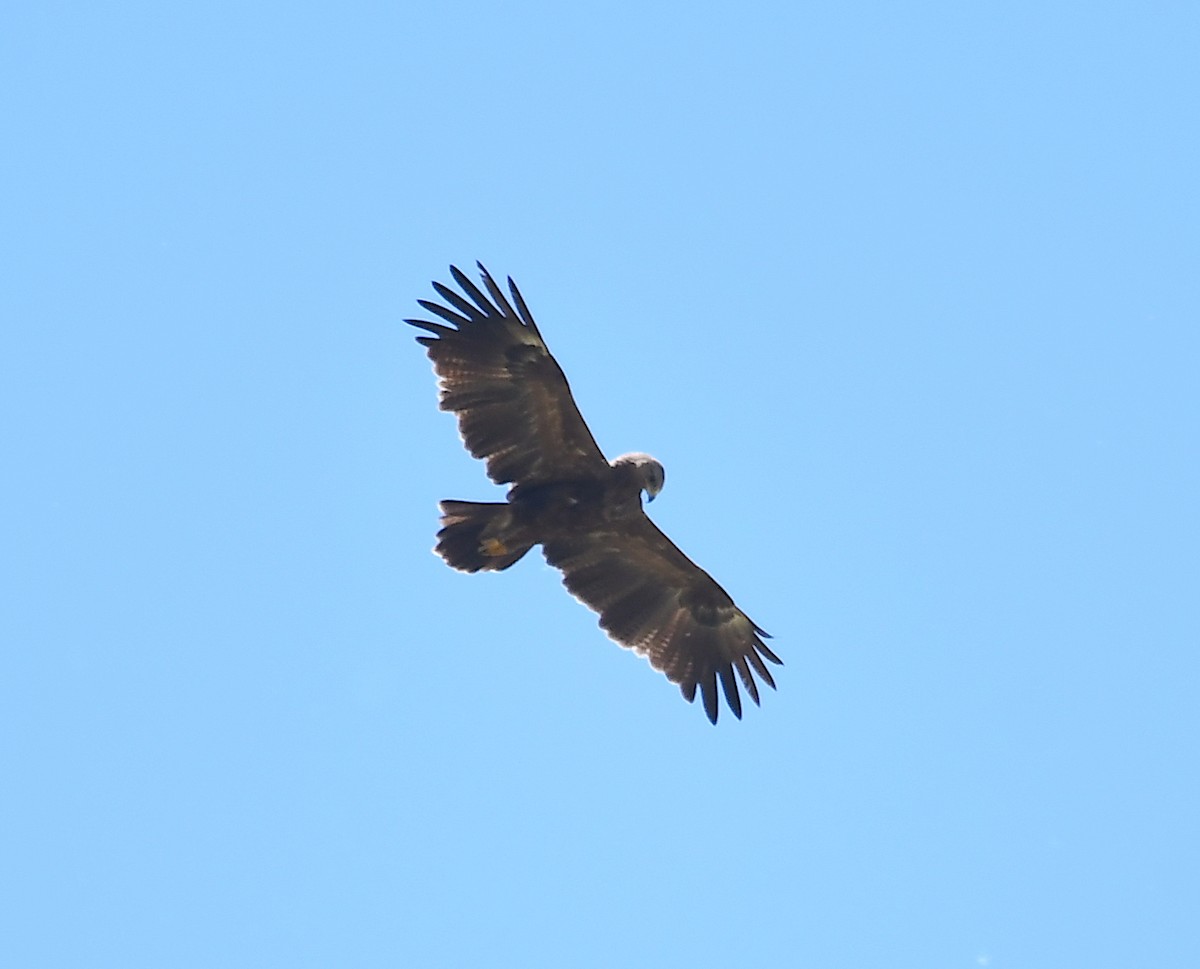 Lesser Spotted Eagle - ML345407091