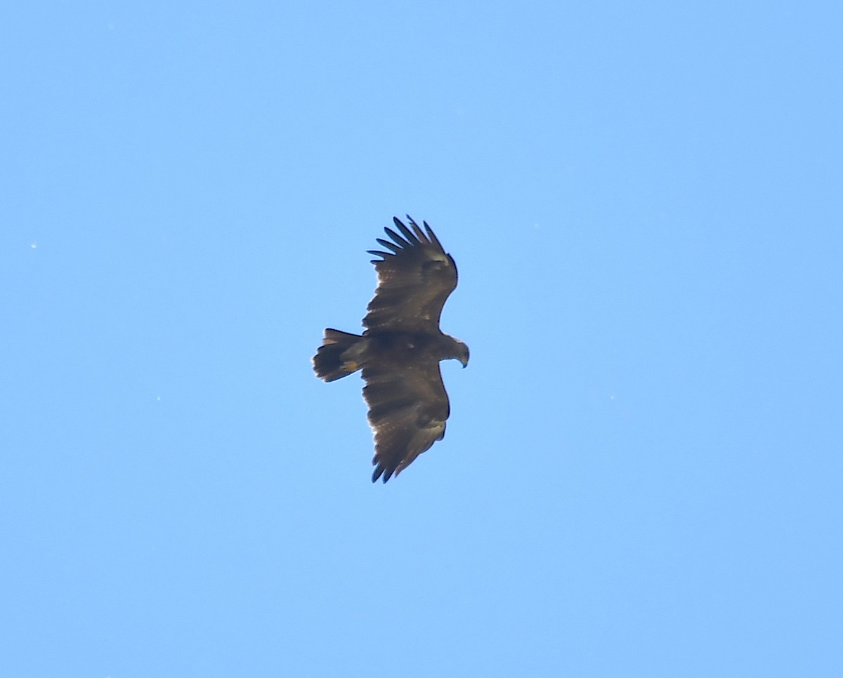 Lesser Spotted Eagle - ML345407101