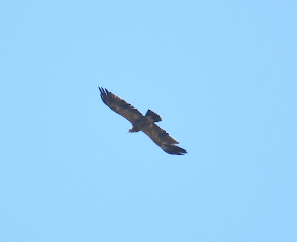 Lesser Spotted Eagle - ML345407281