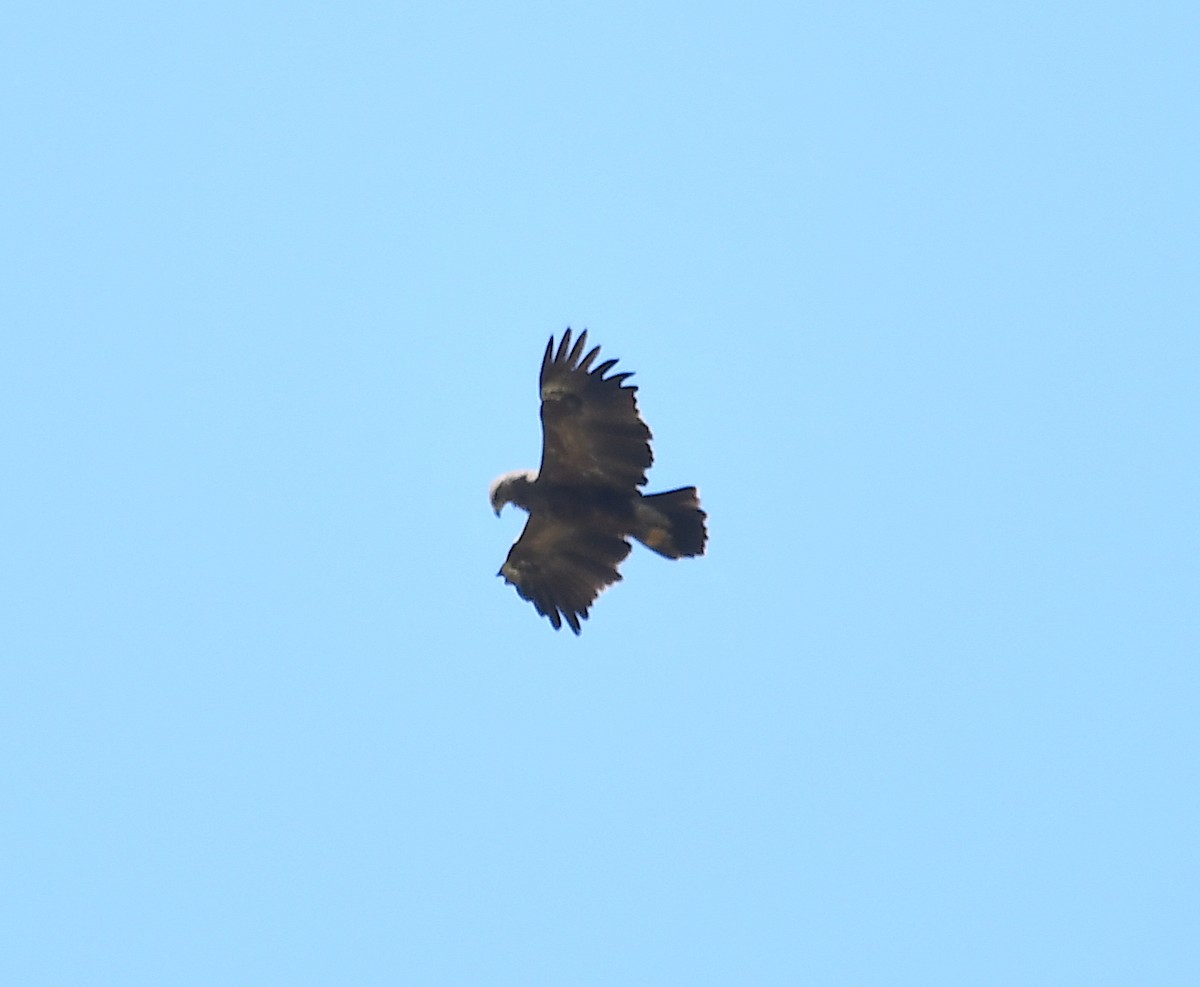 Lesser Spotted Eagle - ML345407391