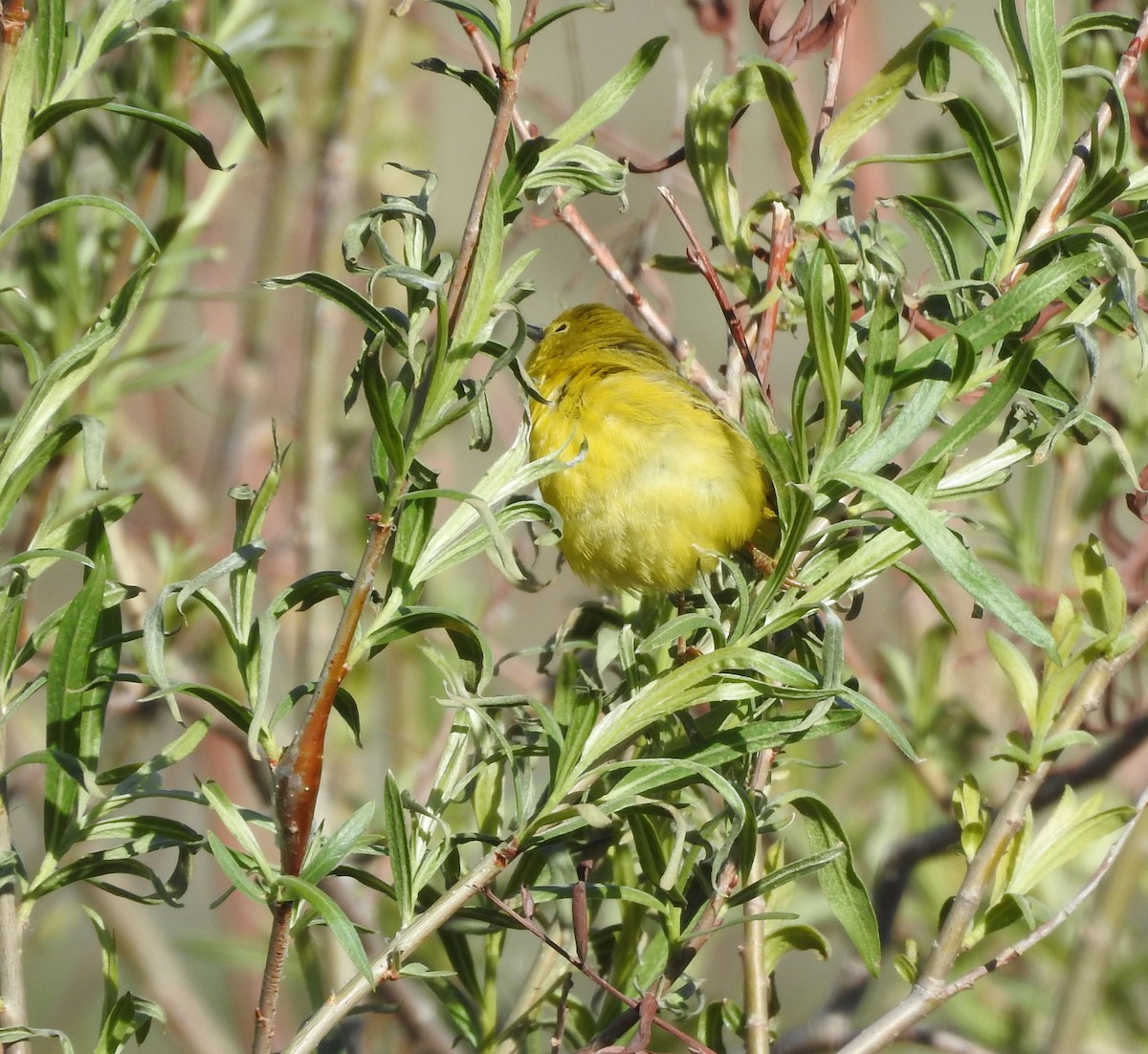 Yellow Warbler - ML345407631