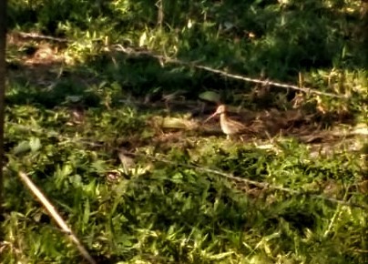 Pantanal Snipe - ML345407891