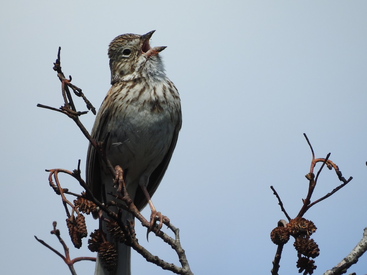 Vesper Sparrow - ML345409231