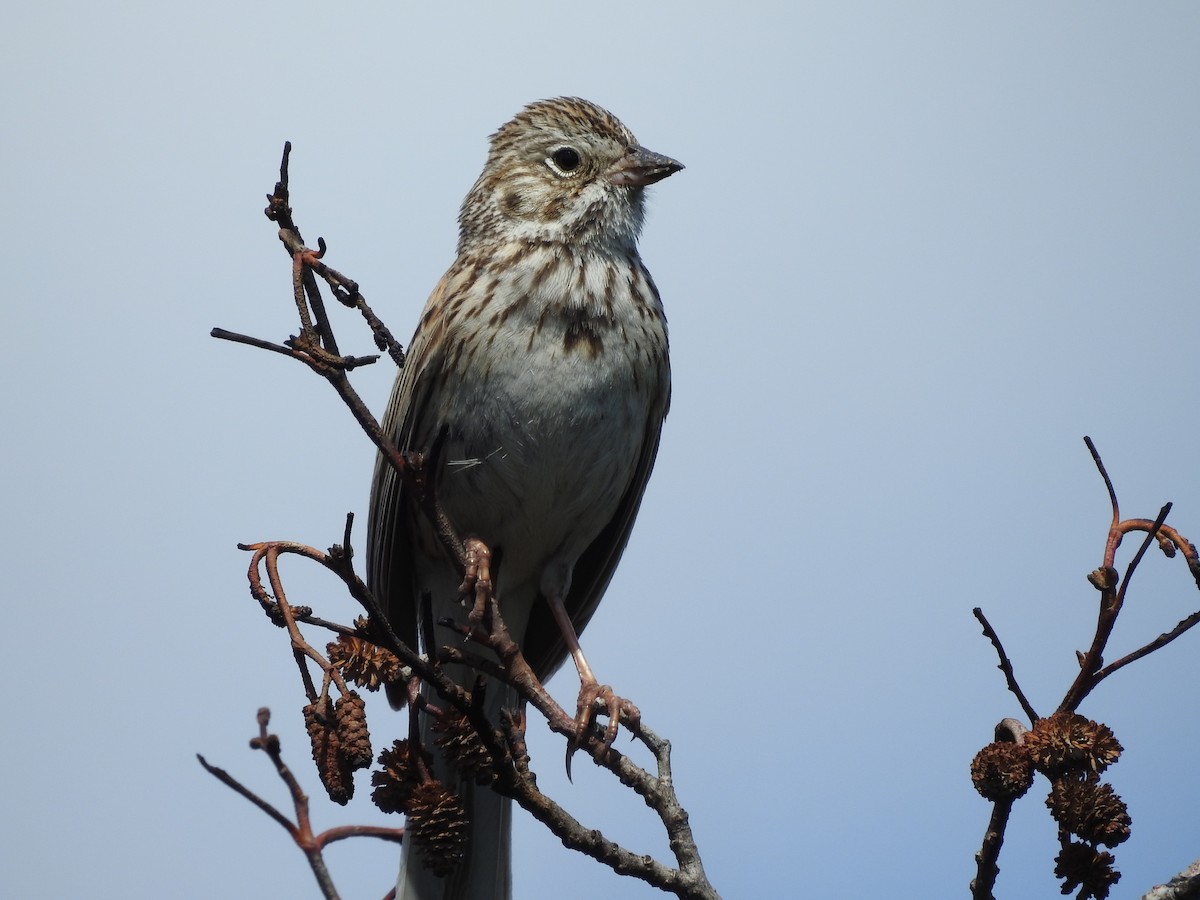 Vesper Sparrow - ML345409291