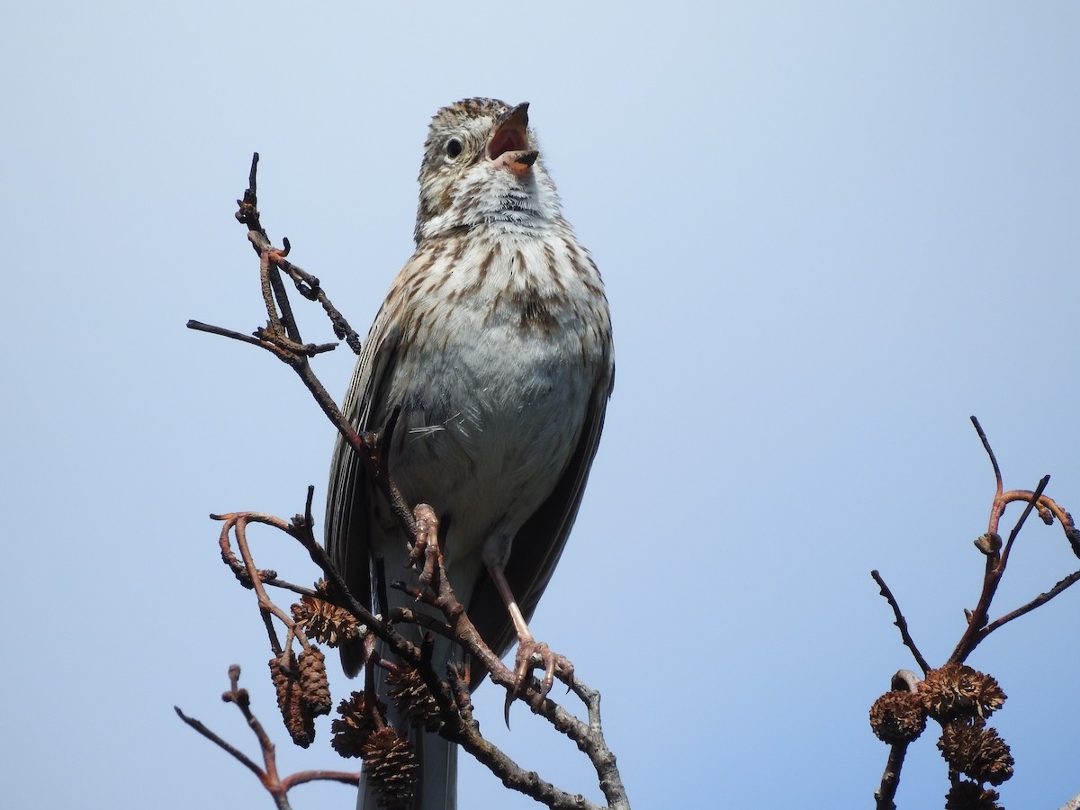 Vesper Sparrow - ML345409331