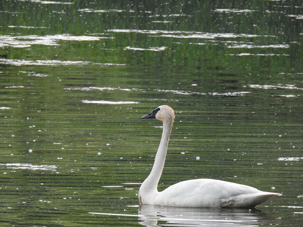 Trumpeter Swan - ML345409781