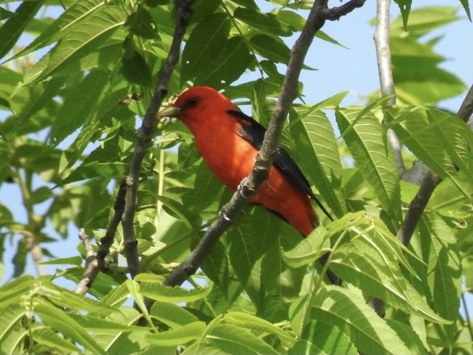 Scarlet Tanager - ML345409851