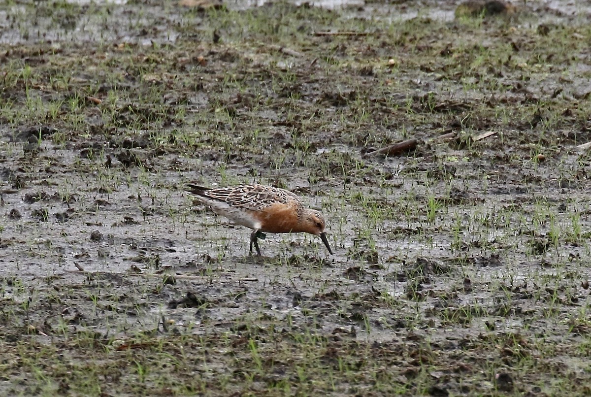 Red Knot - ML345411451