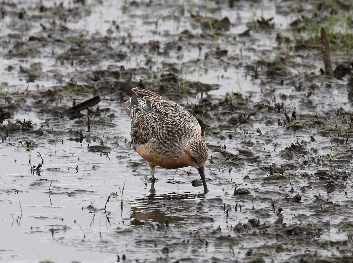 Red Knot - ML345411461