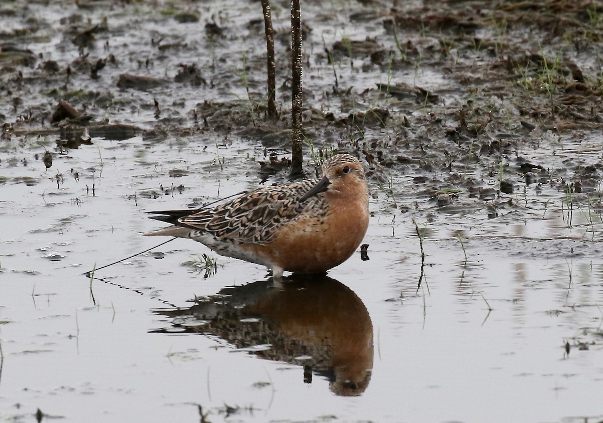 Red Knot - ML345411541