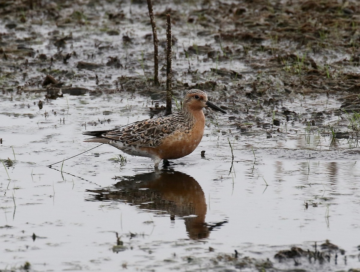 Red Knot - ML345411581