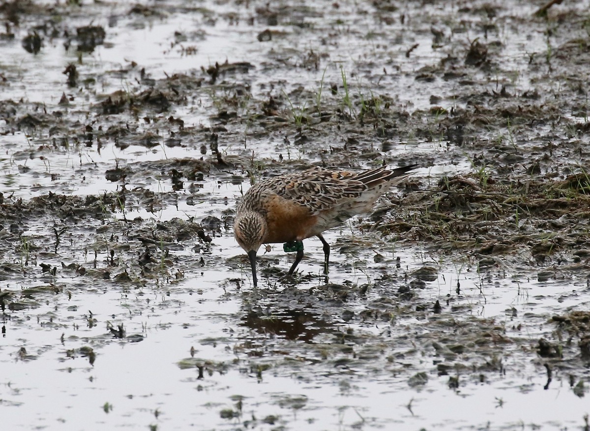 Red Knot - ML345411601