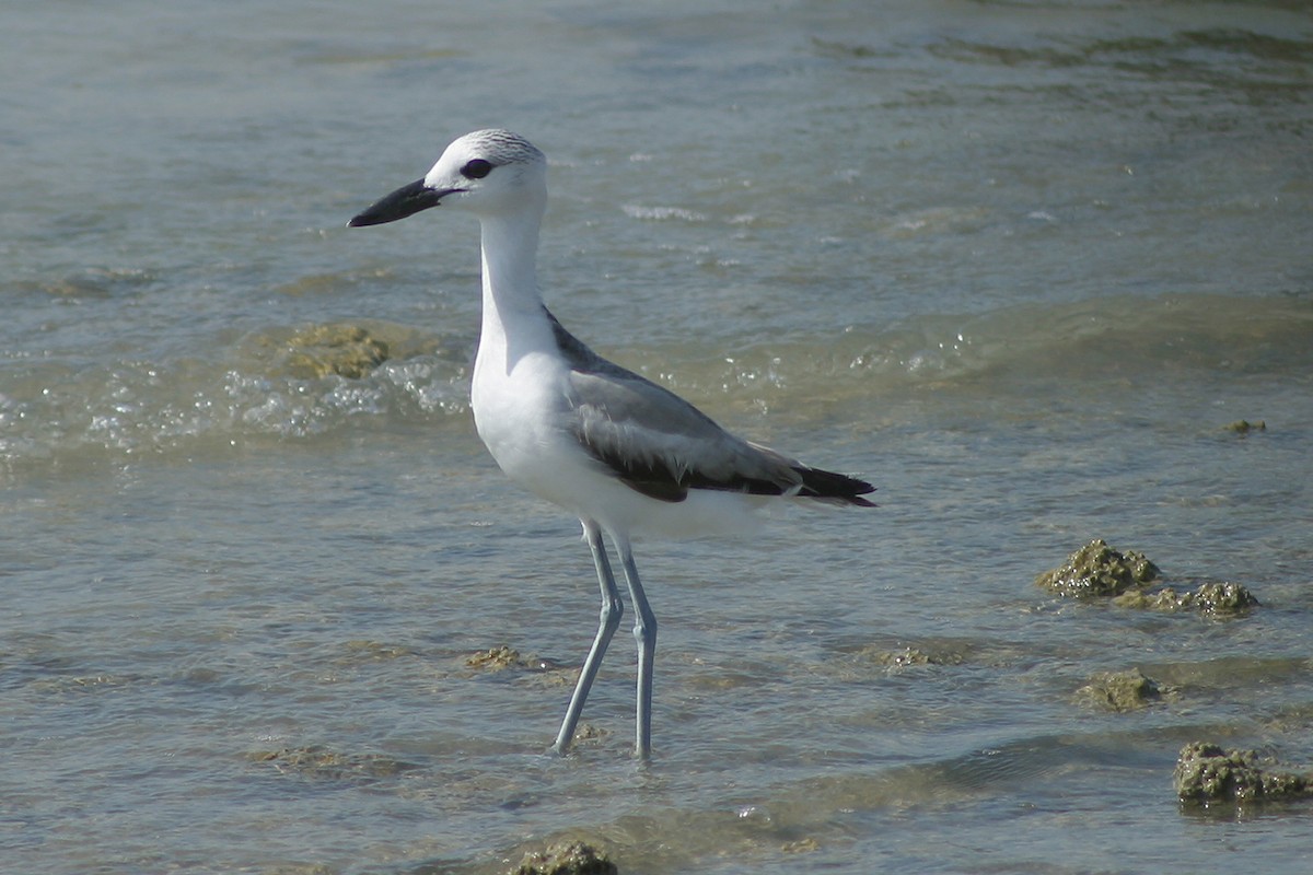 Crab-Plover - Oscar Campbell