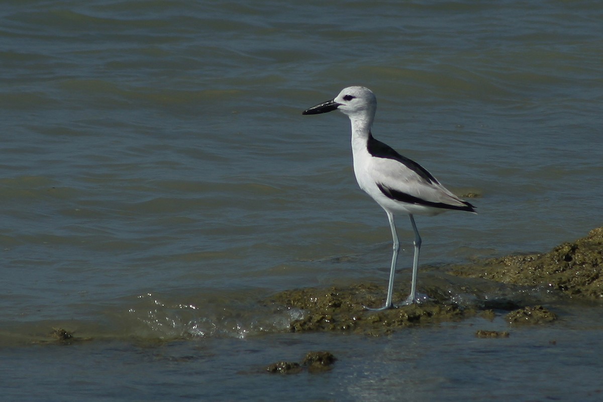 Crab-Plover - ML345411791