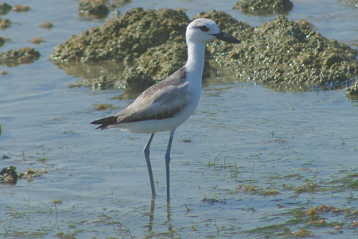 Crab-Plover - ML345411801