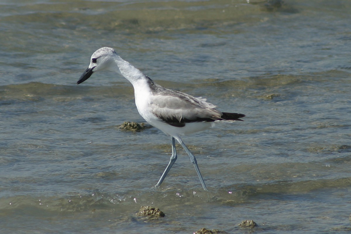 Crab-Plover - ML345411811