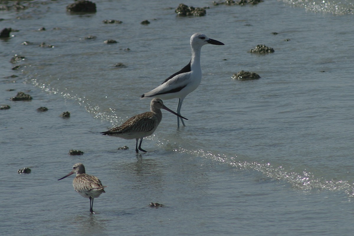 Crab-Plover - ML345411931