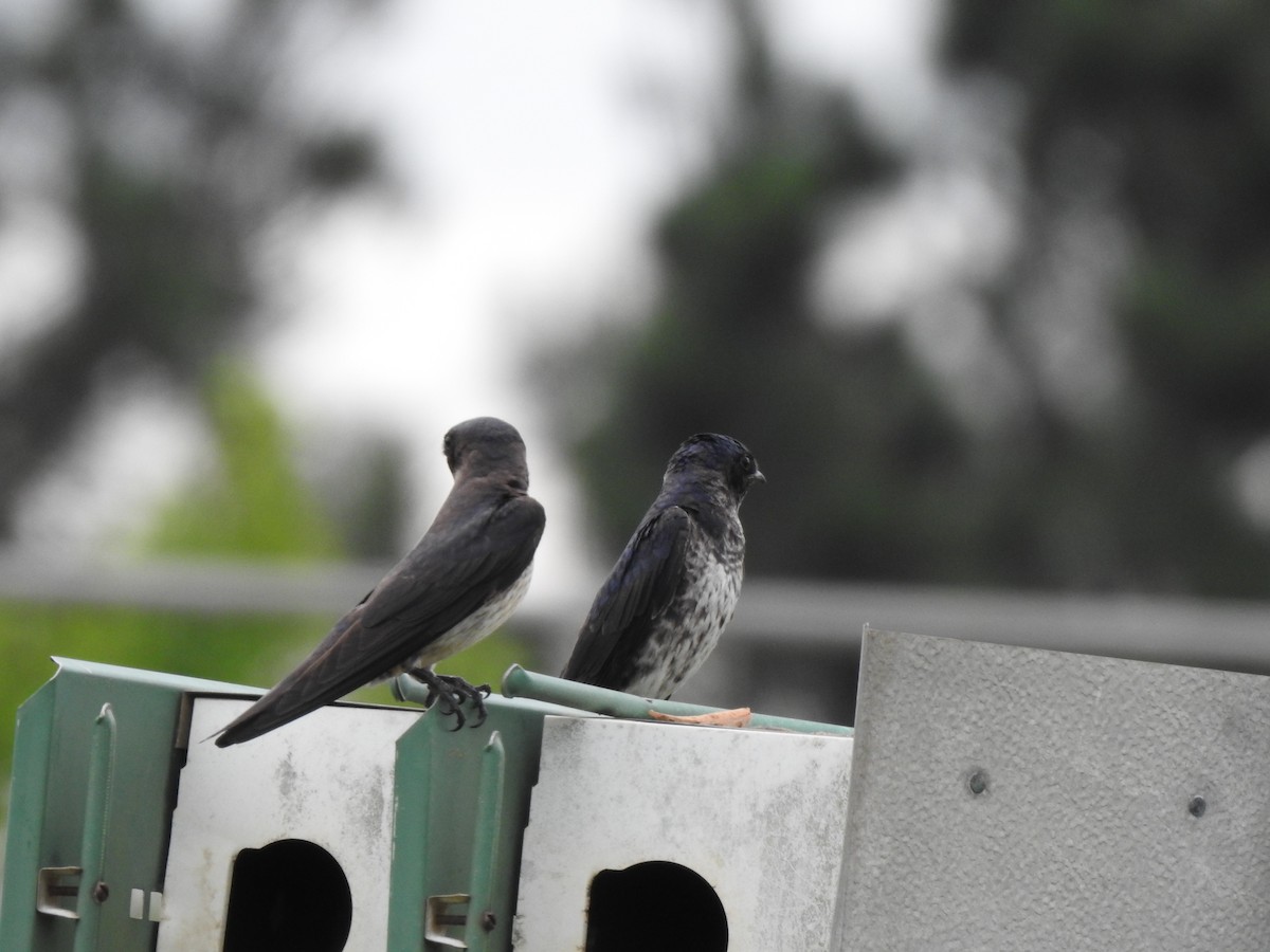 Purple Martin - ML345412541