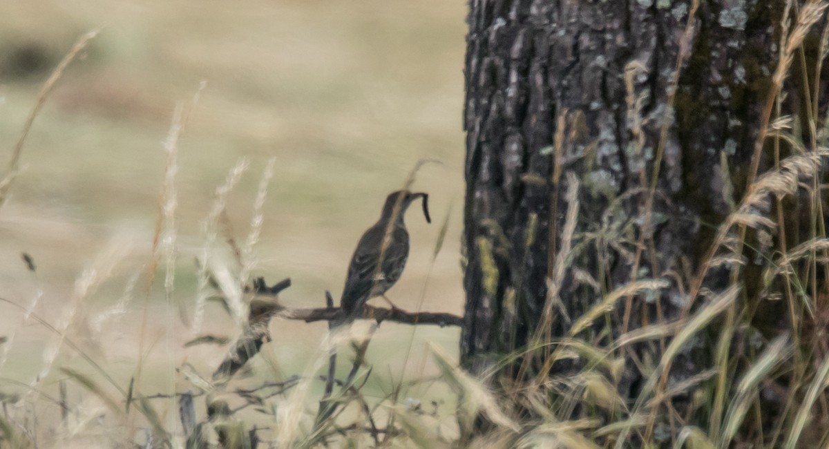 Mistle Thrush - ML345413191