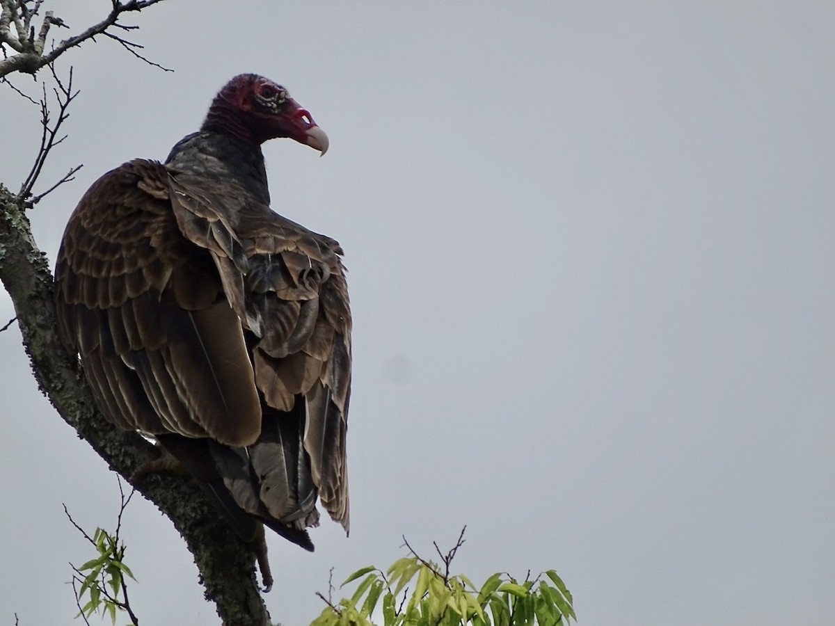 Turkey Vulture - ML345413751