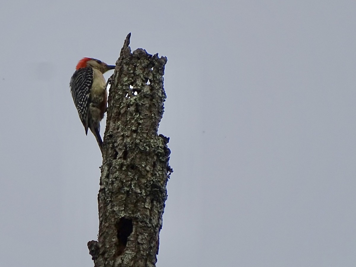 Red-bellied Woodpecker - ML345413911
