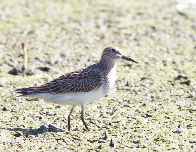 Graubrust-Strandläufer - ML34541461