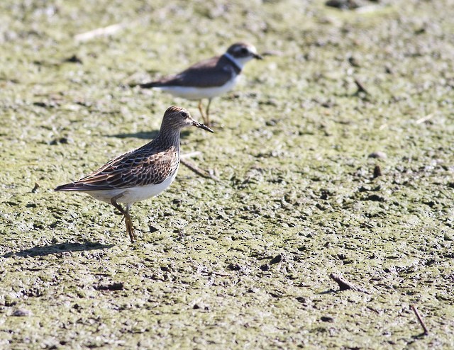 Pectoral Sandpiper - ML34541491