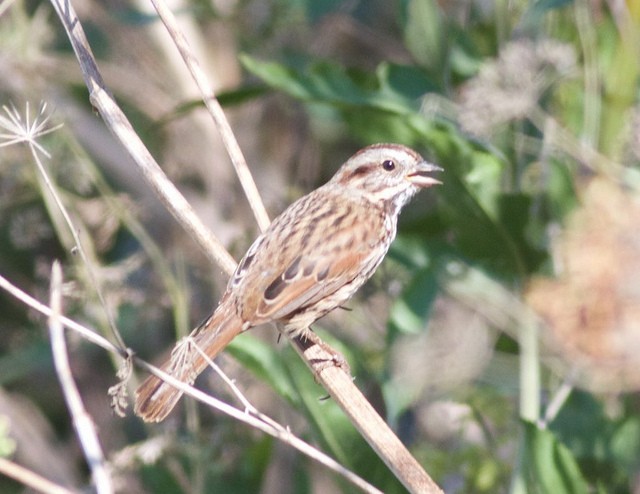 Song Sparrow (heermanni Group) - ML34541581