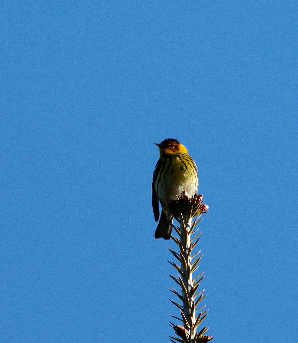 Cape May Warbler - ML345415991