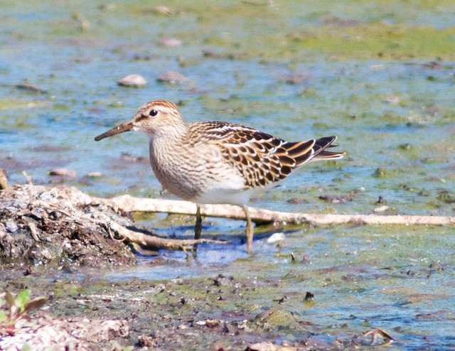 Bécasseau à poitrine cendrée - ML34541611