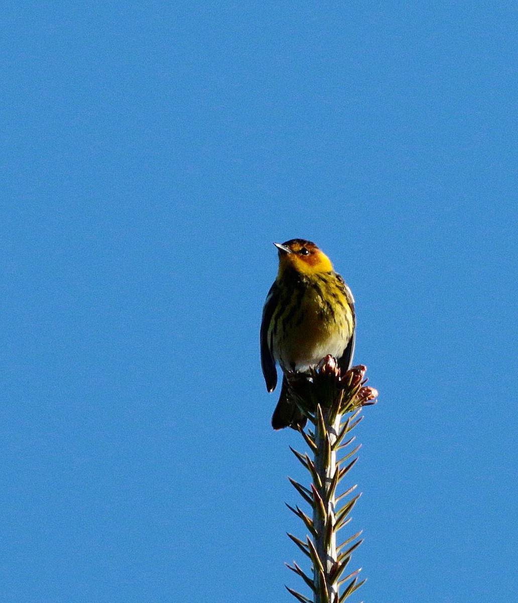 Cape May Warbler - ML345416151