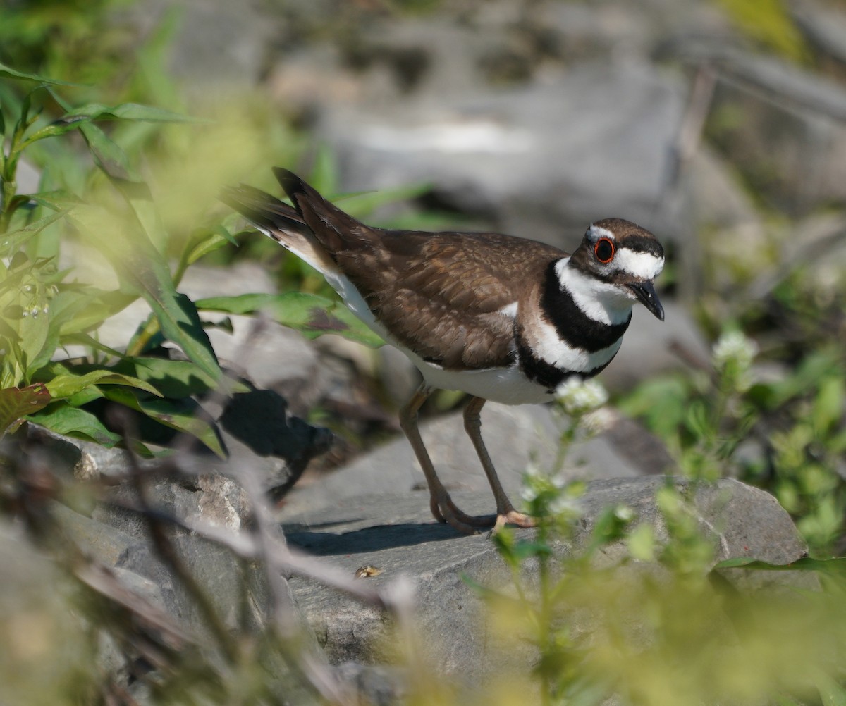 Killdeer - ML345416901