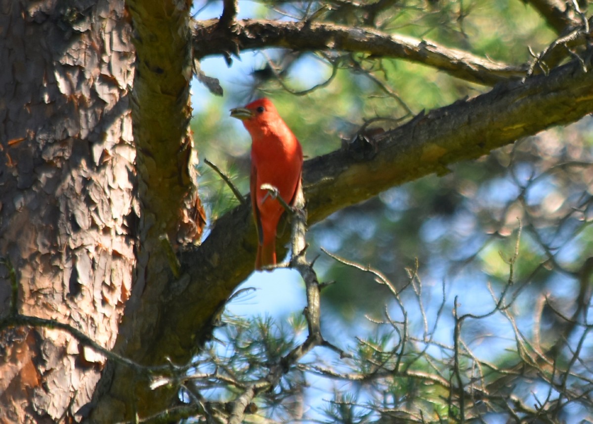 Summer/Scarlet Tanager - ML345420971