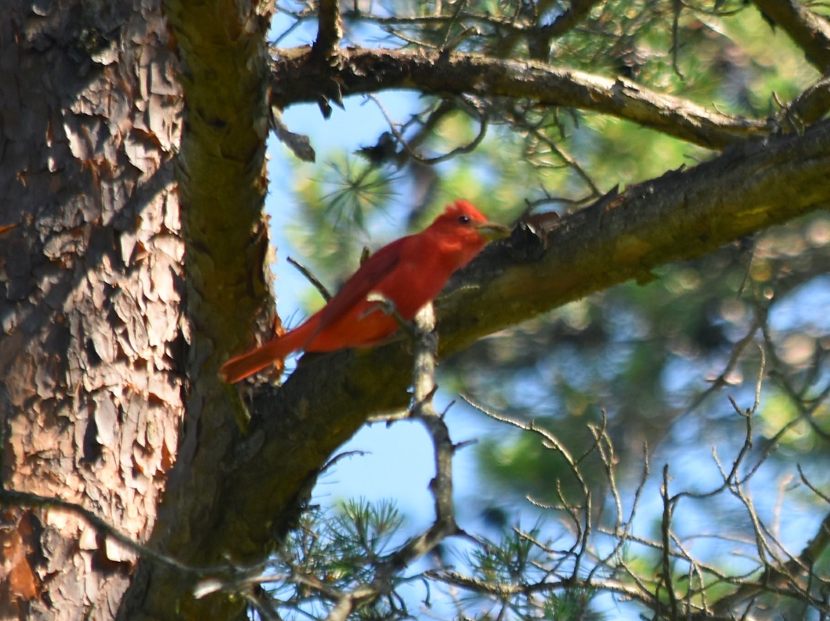 Summer/Scarlet Tanager - ML345421111