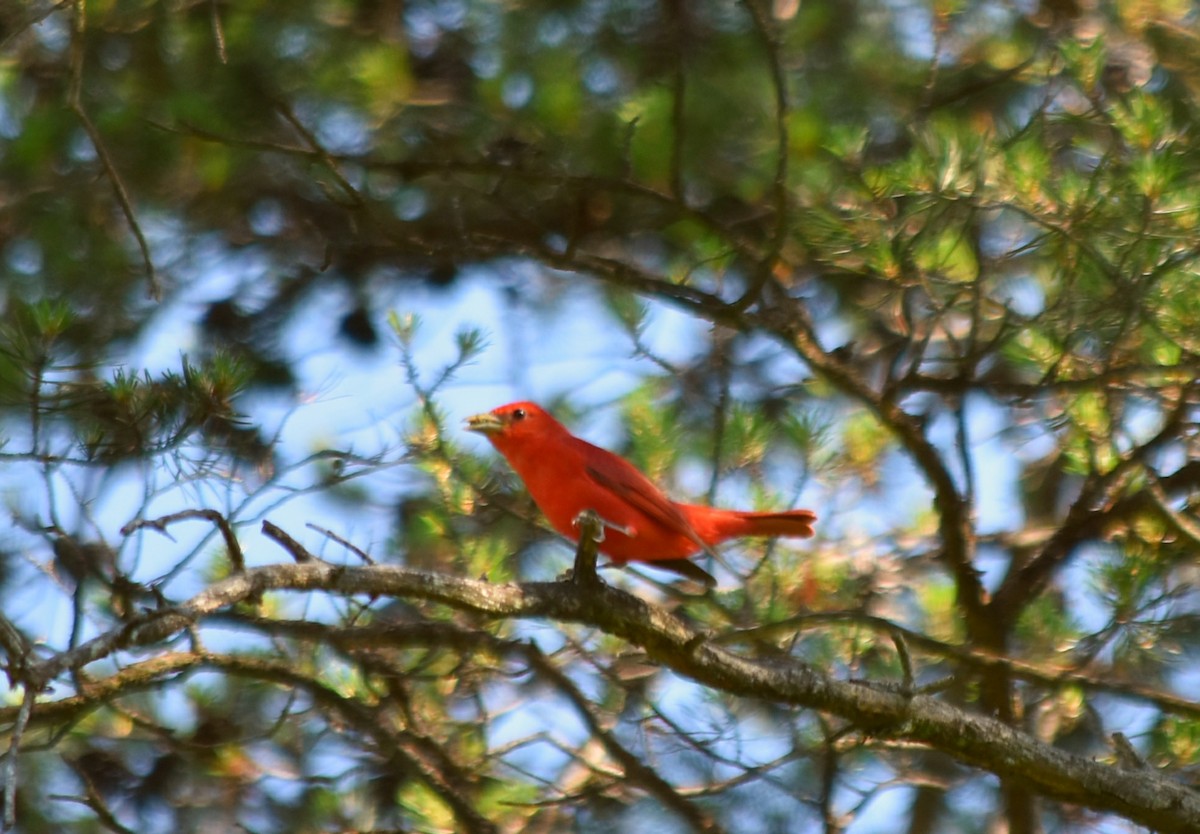 Summer/Scarlet Tanager - Bob  Book