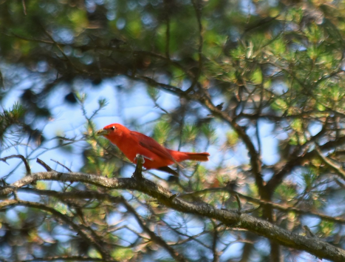 Summer/Scarlet Tanager - ML345421311