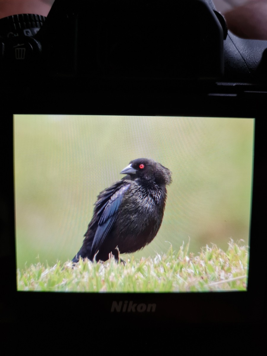 Bronzed Cowbird - Dani Calvo