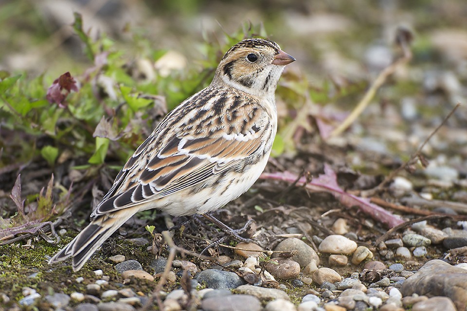 Lapland Longspur - ML34542441