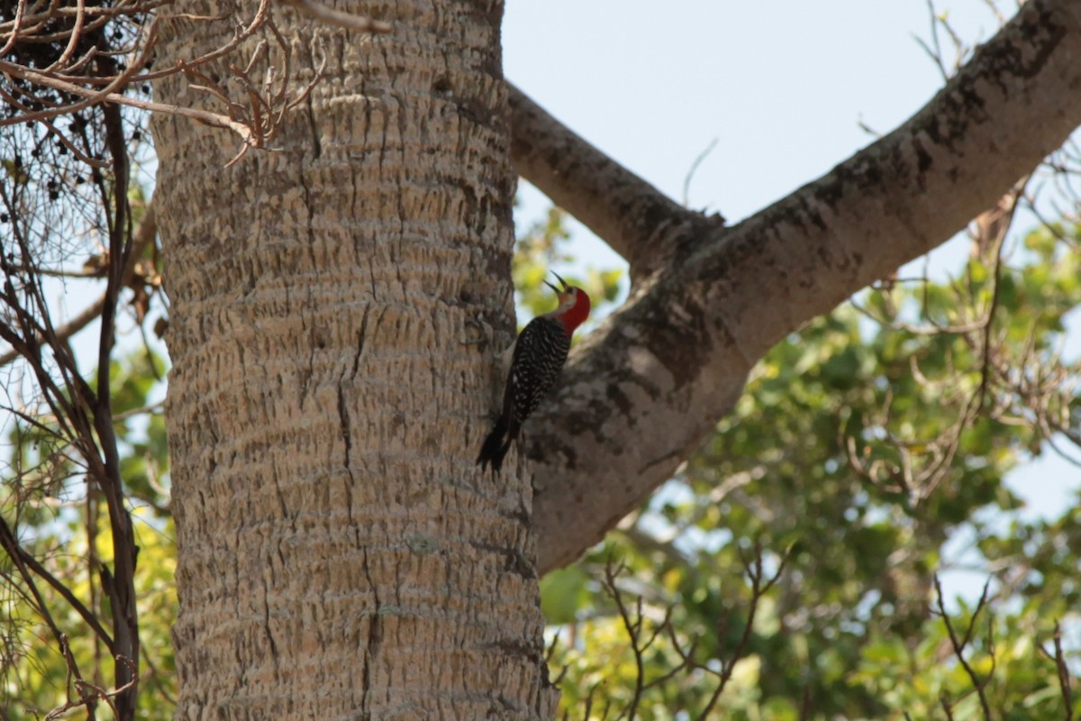 Red-bellied Woodpecker - ML34542531