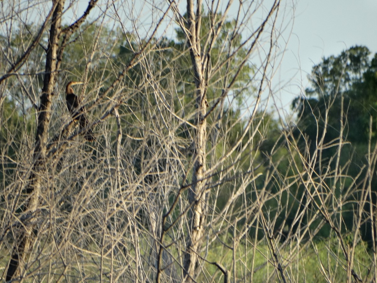 Amerika-Schlangenhalsvogel - ML34542731